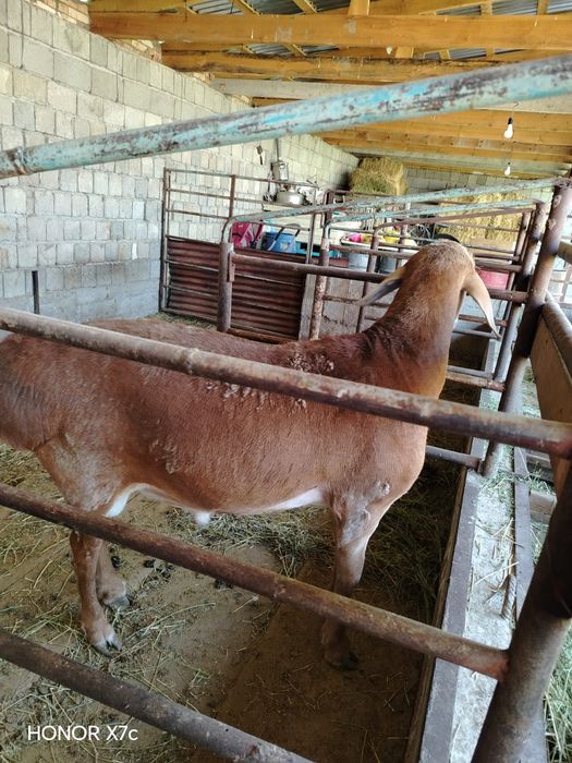 Продам Кошкар АРАШАН возраст 1год