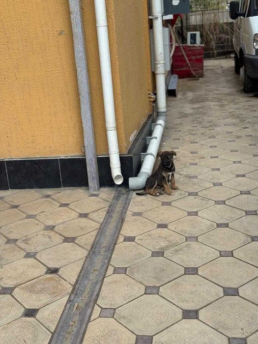 щенки бесплатно тегін