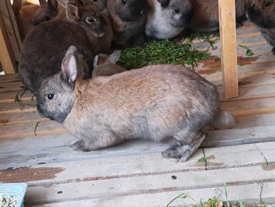 Karlik quyonlar sotiladi optom