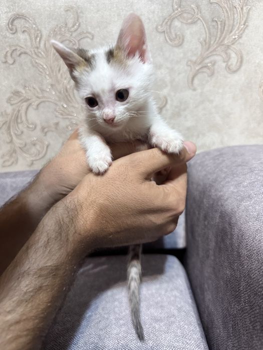 Отдам котят в хорошие руки