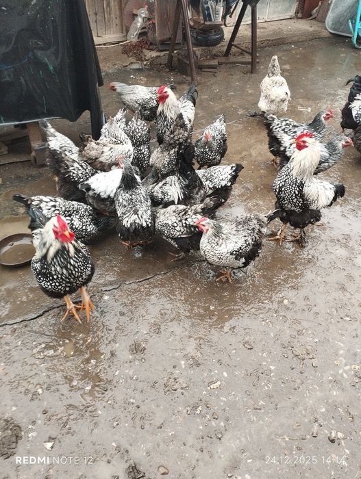 Găini și cocoși wiandotte