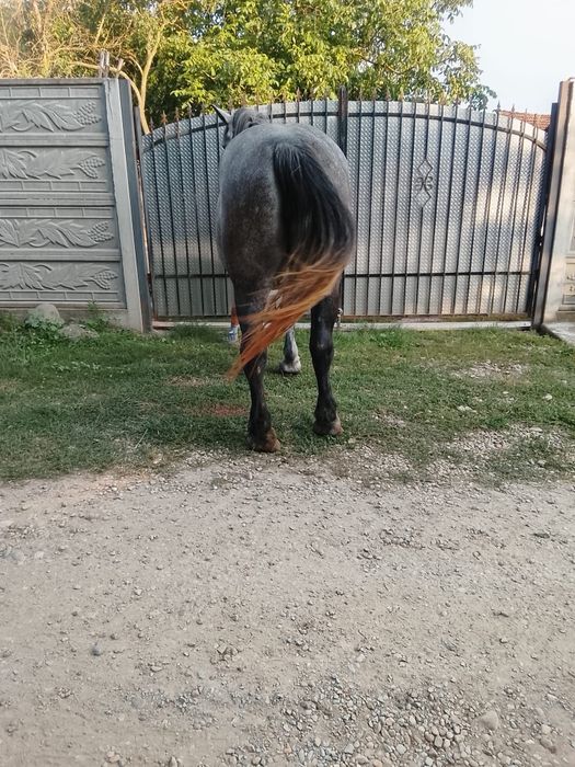 Iapa de vanzare de 5 ani