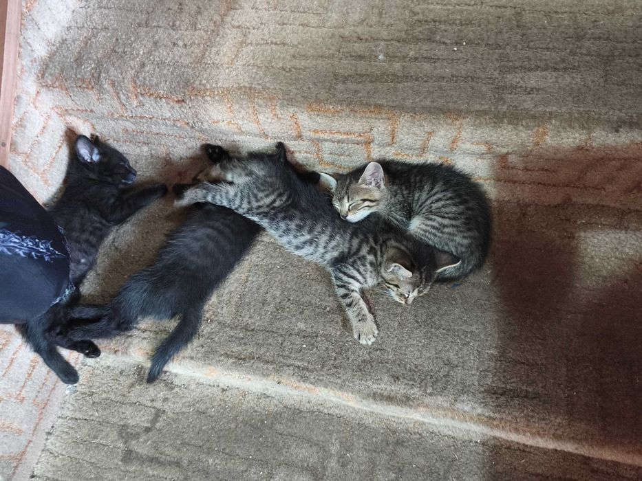 Котята с доставкой