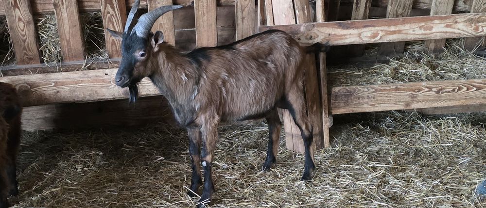 Tap alpin francez cu pedigree!