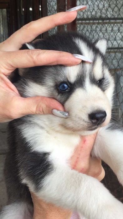 Голубоглазый красавец хаски из питомника