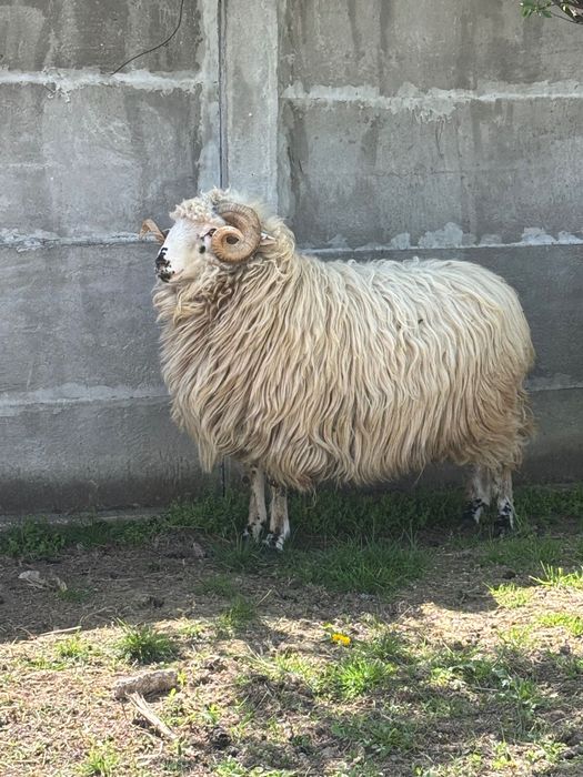 Berbeci deosebiți de vânzare – crescuți de mici, foarte bine îngrijiți