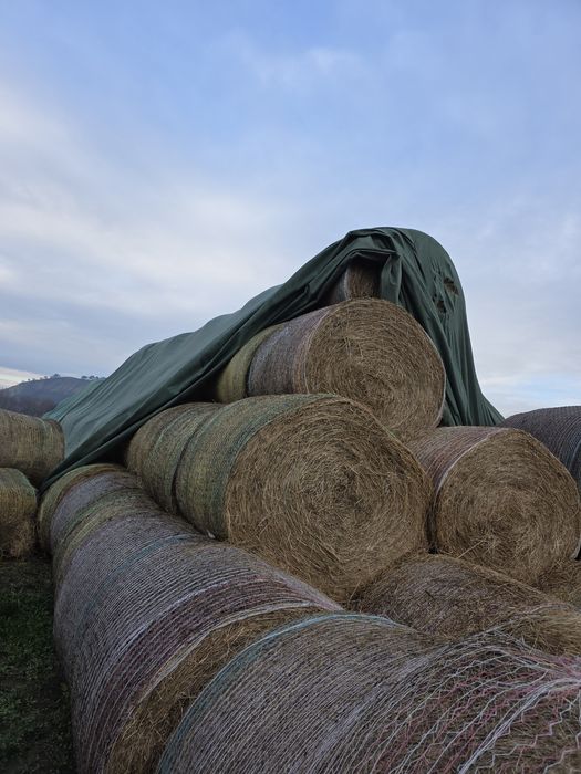 Baloti de fân 150 lei