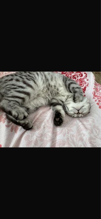 Шотландская кошка