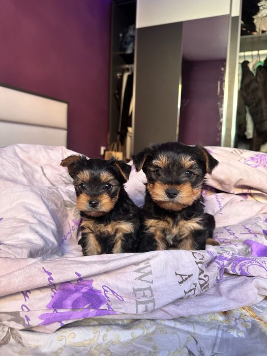 Йоркширски териер