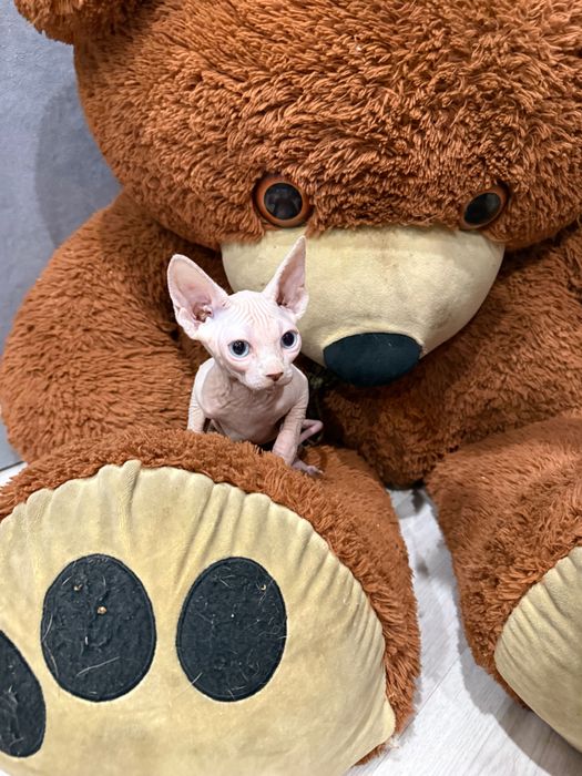 Очаровательная сфинкс бамбино лонг