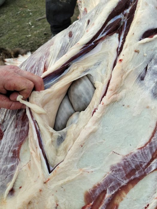 согым жабагы 2500 тг