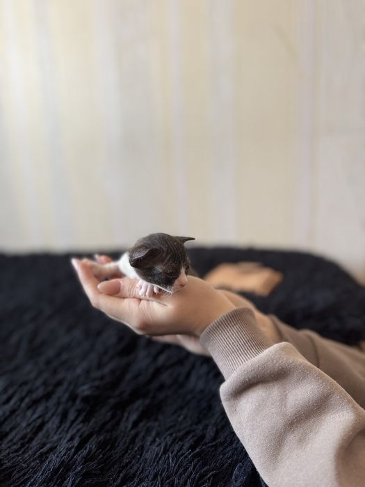 Продаются котята сфинкс