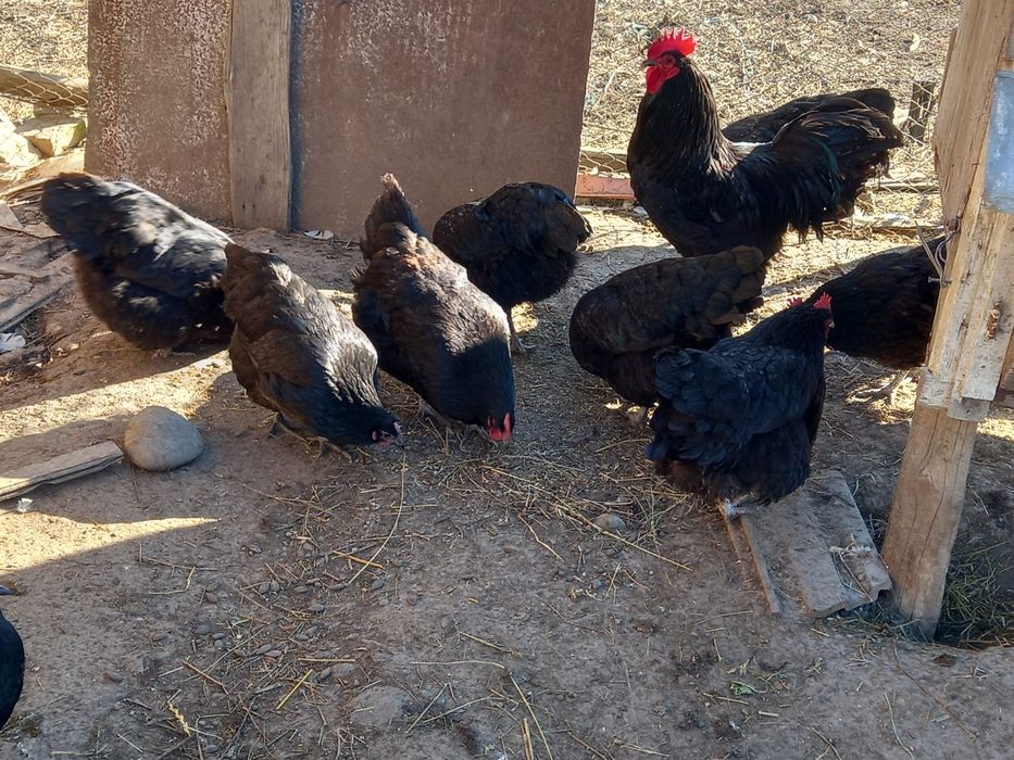 Ouă pentru incubat Australorp negru