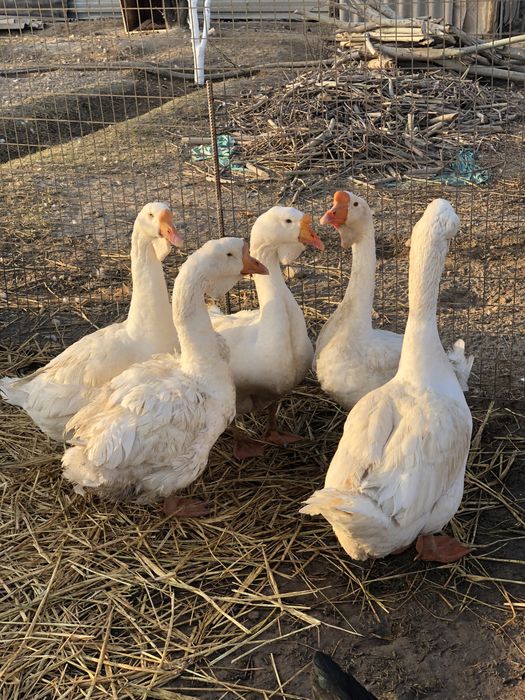 Холмогор қаз сатылады