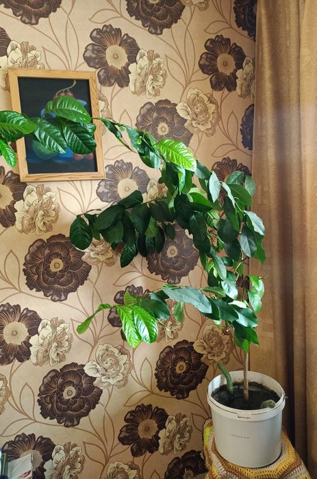 Продам лимон, 5000 тг