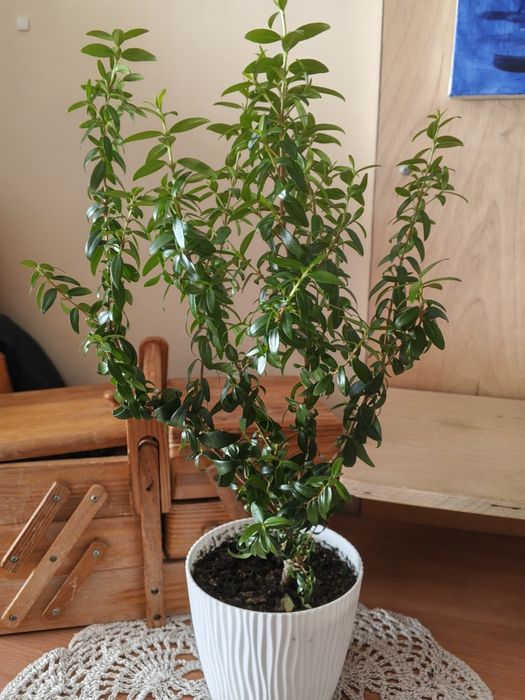 Продам мирт комнатный