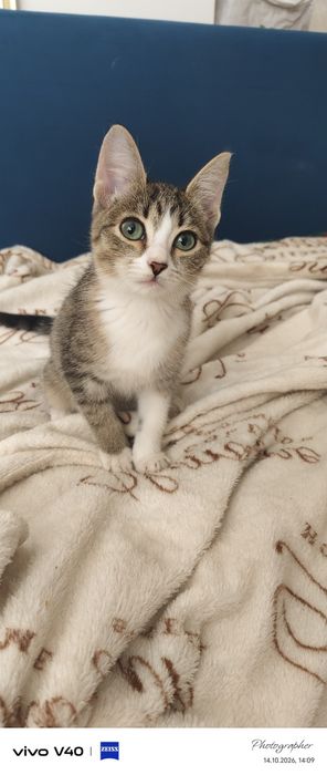 Мальчик котенок возраст 2мес девочка котенок
