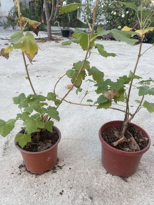 Саженцы красной и черной смородины