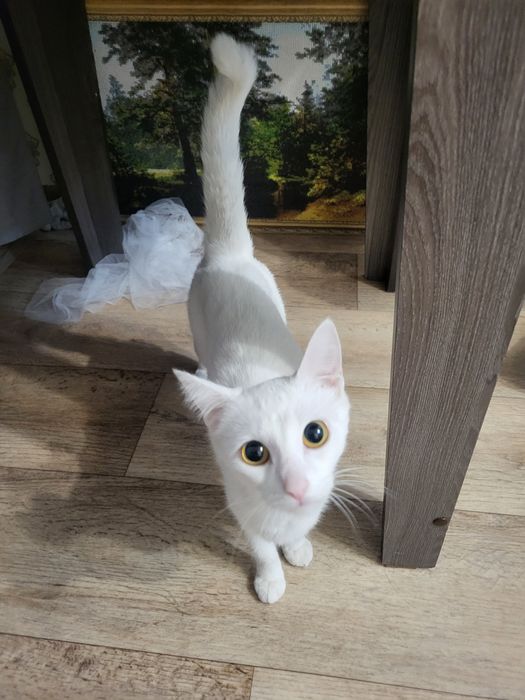 Отдам кошку мышеловка