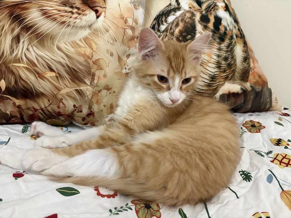 Подарявам котенце