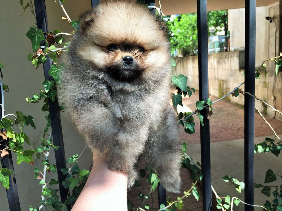 Померан мини Померанчета