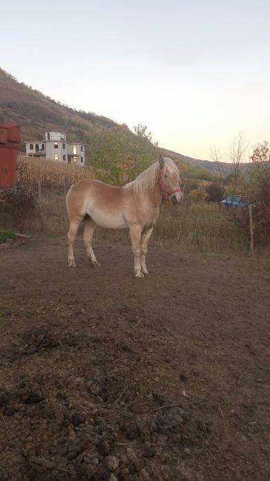 Manze de vanzare.