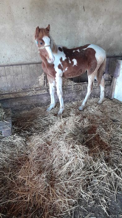 Продавам 2 кончета