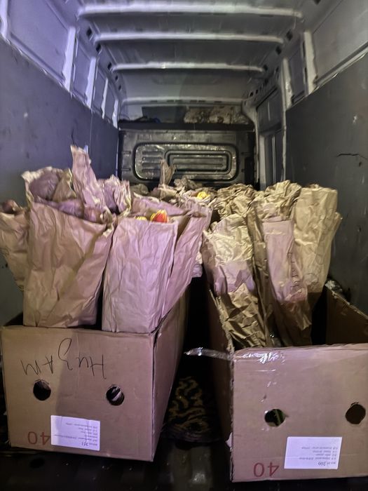 Тюльпаны штучно даем