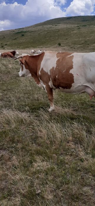 Vaca baltata de 6 ani