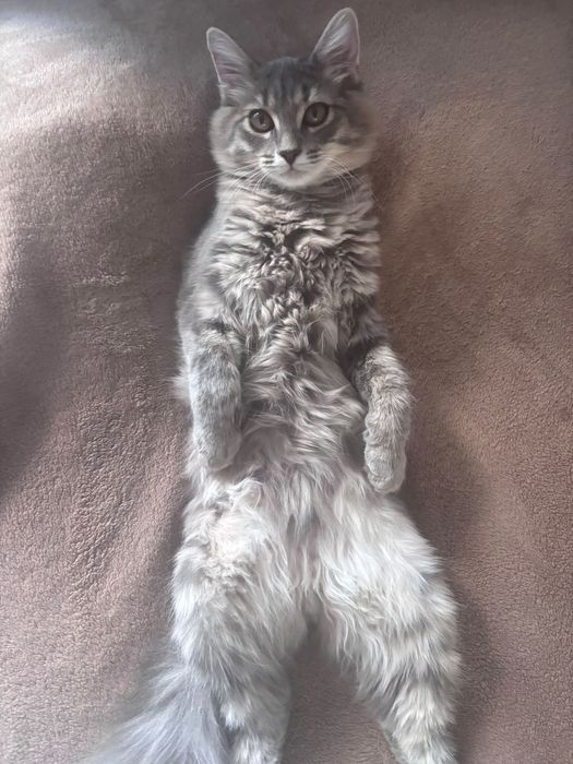 Отдам котёнка, мальчик
