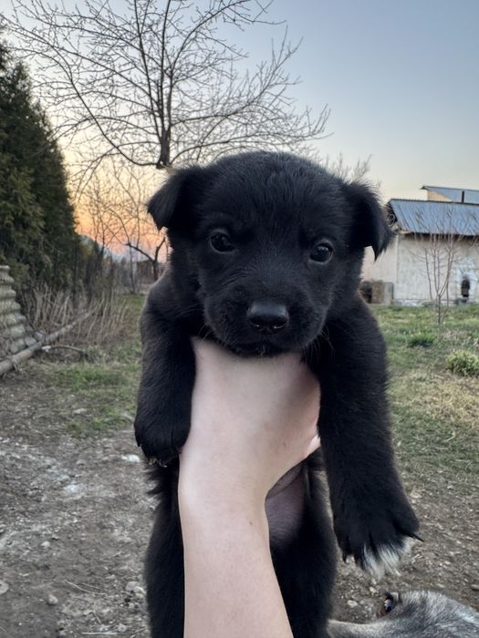 Отдам щинят………..