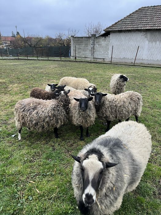 Oi Romanov de vanzare