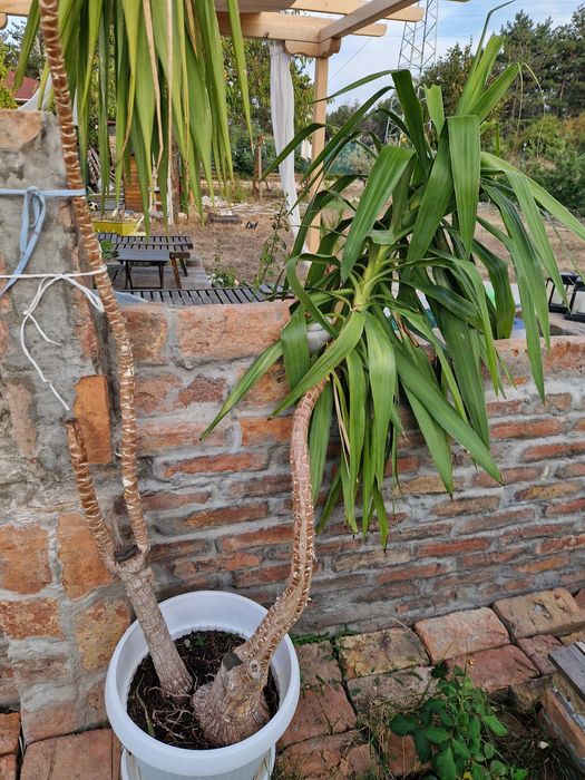 Стайна палма юка