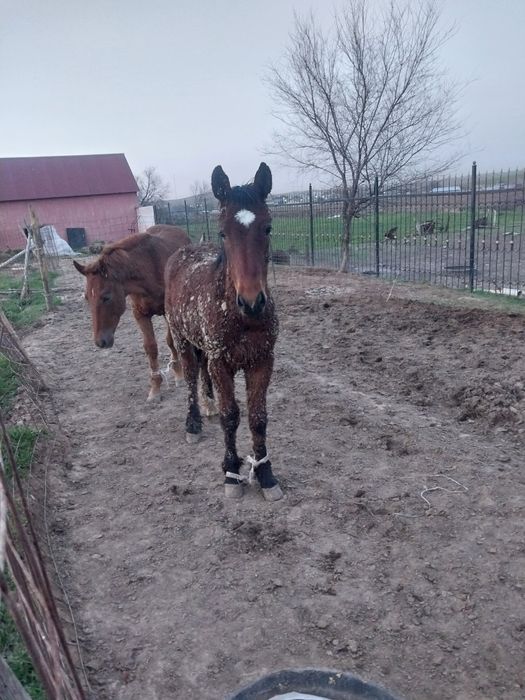 3 бас бордақы сатылады.