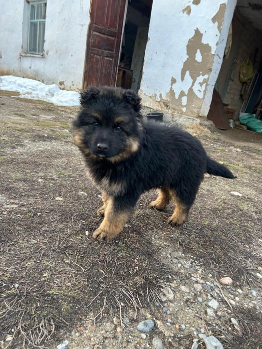Овчарка Девочкаа