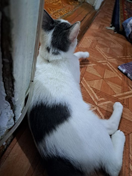 Котёнок 4 месяца