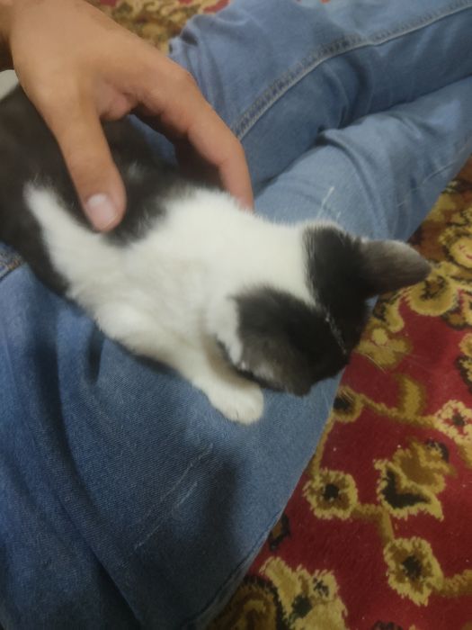 Отдаётся котёнок в хорошие руки