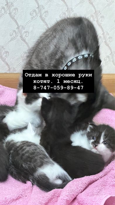 Котенок.