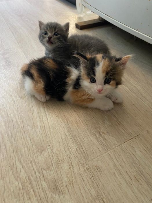 Котята в добрые руки