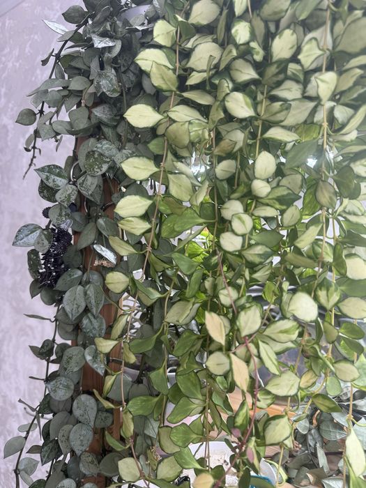 Продам срещы хой( матильда, хашкелиана, эскимо)