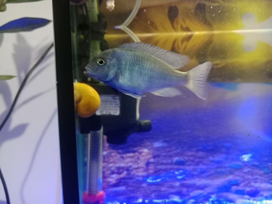 Голубой дельфин рыбка