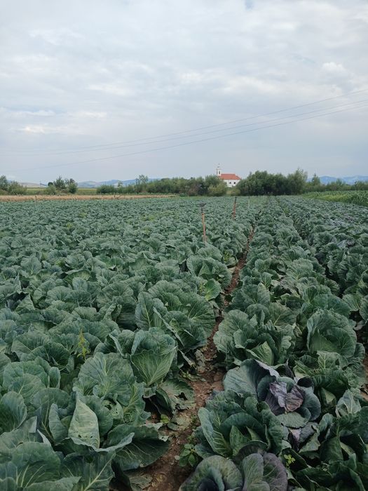 Varza de vanzare