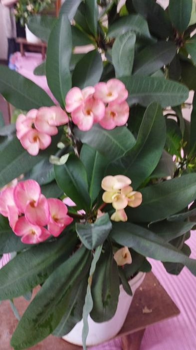 Комнатное растение молочай миля