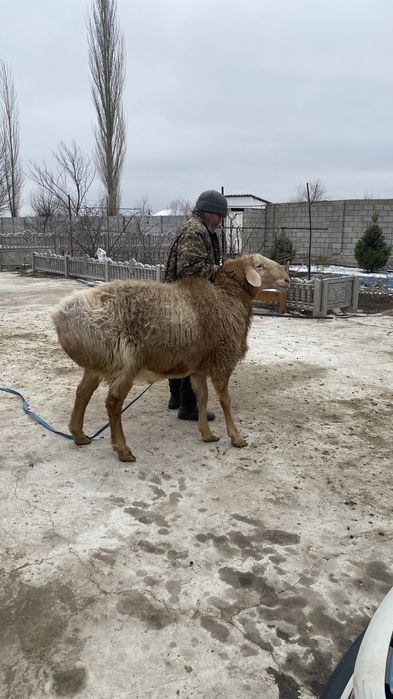 Арашан қошқар ..