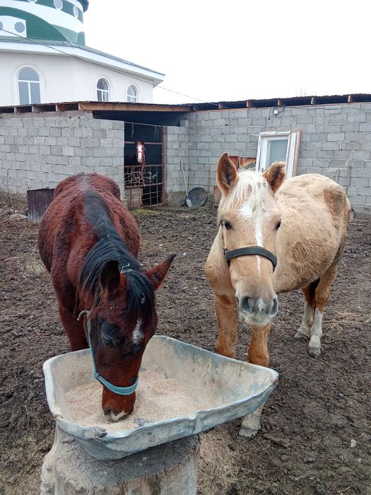 Тайлар бордакылар