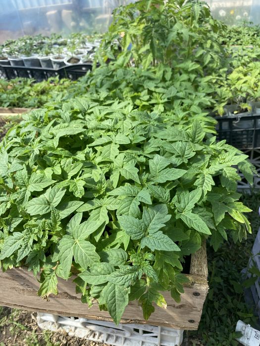 Продам рассаду! Хорошая крепкая