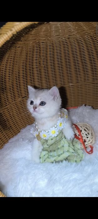 Шиншилла серебро супер премиум.