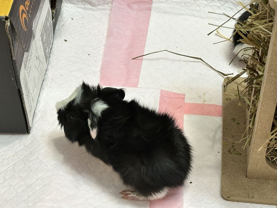 Милые малыши морской свинки