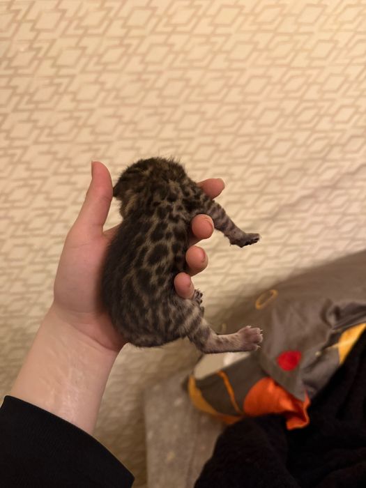 Бронирование. Бенгальские котята мальчик и девочка