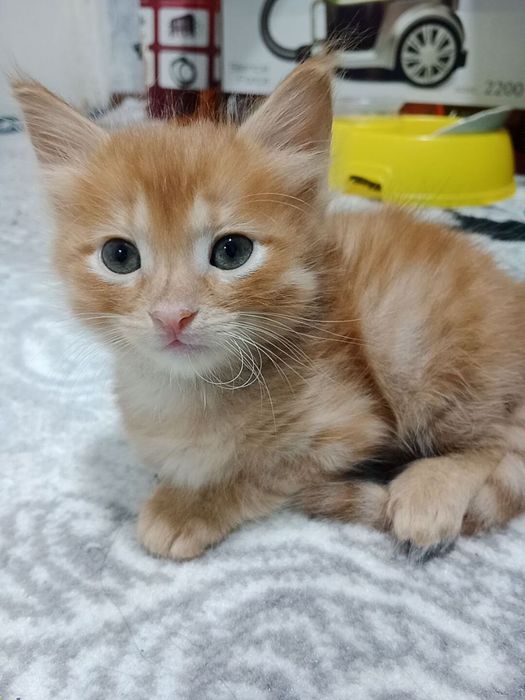 Отдадим котёнок хорошие руки